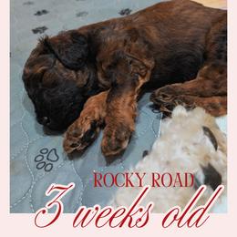 Rocky Road - Phantom male Goldendoodle puppy in Flagstaff, Arizona from Pat's Poodle Pups & Moore