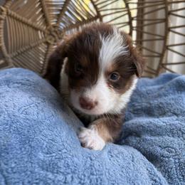 Atlas - Red tri-color male Australian Shepherd puppy in Grants Pass, Oregon from Carmel Mountain Aussies