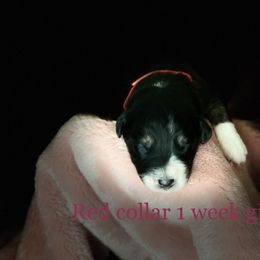 Australian Shepherd Puppies from Sydney’s Sweethearts