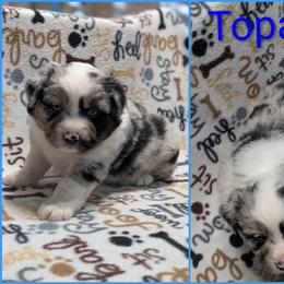 Topaz - Blue merle male Australian Shepherd puppy in Squaw Valley, California from A&M Australian Shepherds