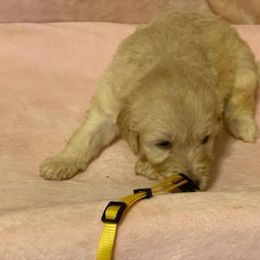 Goldendoodle Puppies from Toneytails Doodles