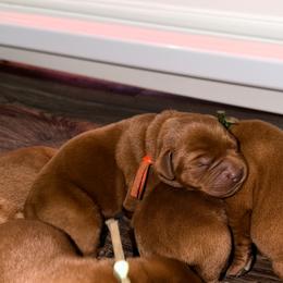 Boy 1 - Yellow male Labrador Retriever puppy in Burton, Michigan from Sunbrooke Acres