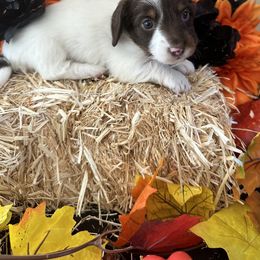 Girl 2 - Chocolate and tan Dachshund puppy in Missoula, Montana from Rocky Mountain Dachshunds