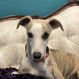 Amalfi - Whippet