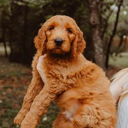 Goldendoodle Puppies from Bows & Ties Doodles