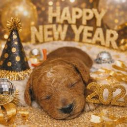 Khaos - Red  male Goldendoodle puppy in Boise, Idaho from Goldendoodle Baby