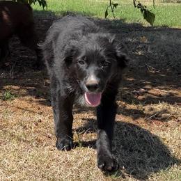 Dasher - Black & white male Australian Shepherd puppy in Piedmont, Oklahoma from HeartDriven Aussies