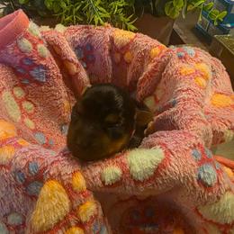 Princess - Black and tan female Yorkshire Terrier puppy in Fayetteville, Tennessee from Mina's Yorkies