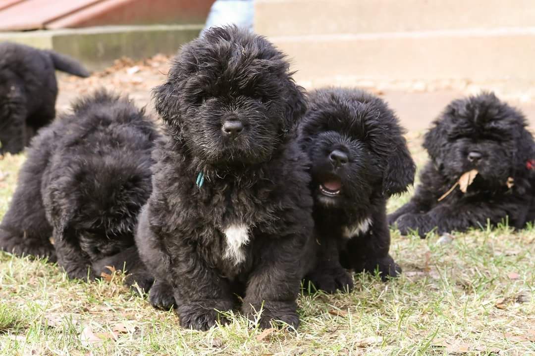 Kodiak Acres in Connecticut Newfoundland puppies Good Dog