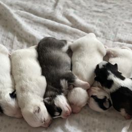 Pomsky Puppies from Strawberry Moon Pomskies