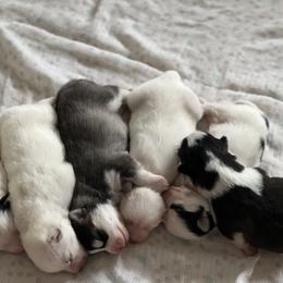 Pomsky Puppies from Strawberry Moon Pomskies