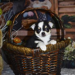 Ash - Black and tan male Chihuahua puppy in Gloucester, Virginia from Charlotte's Web of Chihuahuas