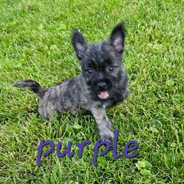 Girl dk purple - Wheaten brindle female Cairn Terrier puppy in Lore City, Ohio from Loves Kennel