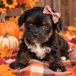 Mahlia - Black and tan female Yorkipoo puppy in Lebanon, Kentucky from Mosaic Merle Doodles