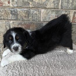 Teddy - Black tri-color male Australian Shepherd puppy in Harrah, Oklahoma from Kamm's Aussies