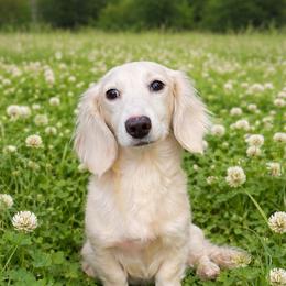 Gunner - Dachshund