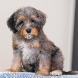 Deacon (socialization program student) - Merle male Bernedoodle puppy in Dundee, Ohio from Down Home Doodle