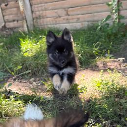 BonBon - Black and white male Pomsky puppy in Avoca, Michigan from Repurposed Paradise Farm