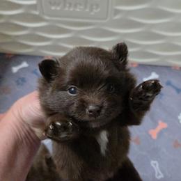 Girl 1 - Chocolate female Pomeranian puppy in Maplefalls, Washington from Snow peak poms