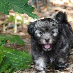 Havana Silk Dogs from Treasure Isle Silks