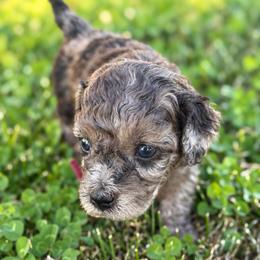 Olive - Merle female Goldendoodle puppy in Millville, California from Hope Lane Kennels