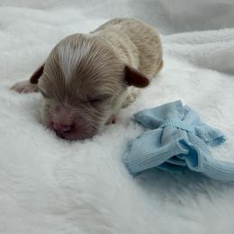 Boy 1 - Apricot male Maltipoo puppy in Denair, California from 209PuppiesCaliforniaMaltipoo