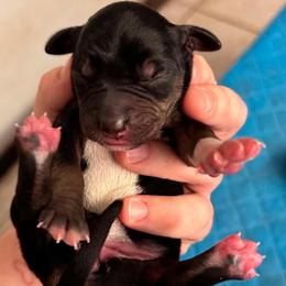 Female 3 - Black female Catahoula Leopard Dog puppy in Crestview, Florida from C4 Kennels of FL & AL