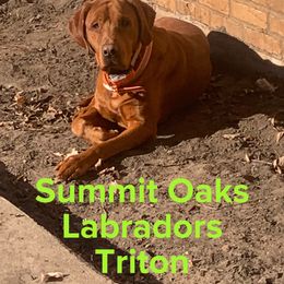 Triton - Labrador Retriever