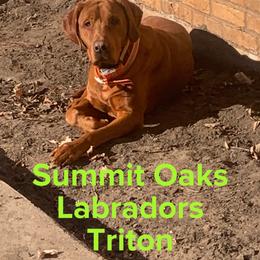 Triton - Labrador Retriever