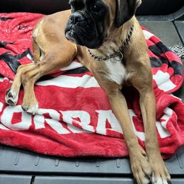 Boxer Puppies from Von Royal Dell’Infinite