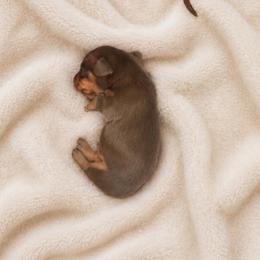 Boy 3 - Chocolate and tan male Dachshund puppy in Madison, Wisconsin from SK Miniature   Dachshunds