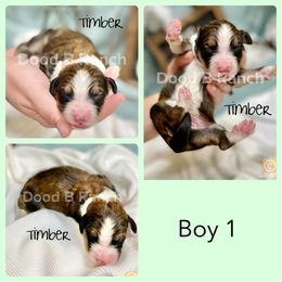Aussiedoodle and Bordoodle Puppies from Dood B Ranch Doodles