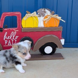 Ford - Blue merle and white male American Corgi puppy in Lufkin, Texas from Texas Lil Cowdogs