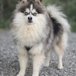 Axel - Pomsky