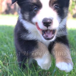 Miniature Australian Shepherds and Toy Australian Shepherds from Flying H Toy and Mini Aussies