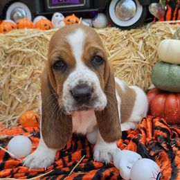 Casper - Mahogany and white male Basset Hound puppy in Big Rapids, Michigan from Basket Hound Bassets
