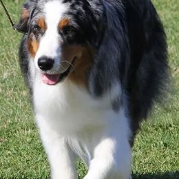 Australian Shepherds from Harvest Moon Aussies