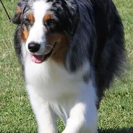 Australian Shepherds from Harvest Moon Aussies