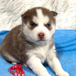 Emmett - Red and white male Siberian Husky puppy in Vail, Iowa from Homegrown Huskies