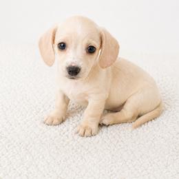 Cream female - Cream female Dachshund puppy in Wahiawa, Hawaii from Versatile Ohana