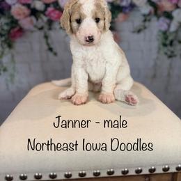 Janner - Parti male Goldendoodle puppy in Cedar Falls, Iowa from Northeast Iowa Doodles