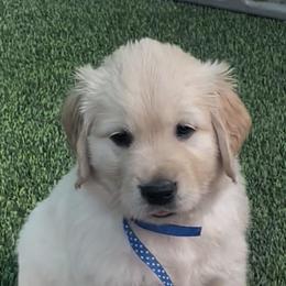 Chase - Golden male Golden Retriever puppy in Fresno, California from Warwick’s Central California Goldens