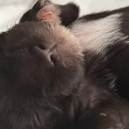Miniature Schnauzers from Stearns Parti Mini Schnauzer's