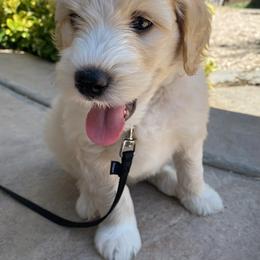 Australian Labradoodle Puppies from Kings Labradoodles