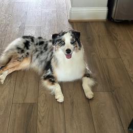 Skye - Australian Shepherd