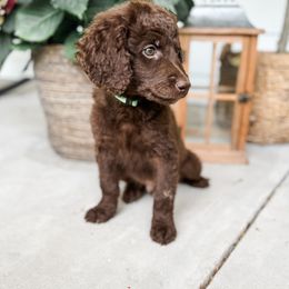Labradoodle Puppies from M4 Doodles