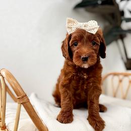 Girl 2 - Red  female Goldendoodle puppy in Elk Grove, California from Doodles by Faith