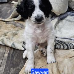 Sawyer - Black and white male Aussiedoodle puppy in Morganton, North Carolina from David Shields