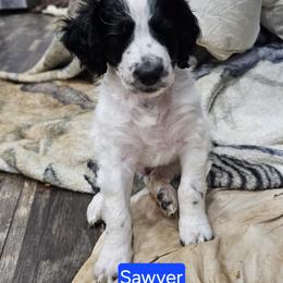 Sawyer - Black and white male Aussiedoodle puppy in Morganton, North Carolina from David Shields