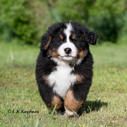 Bernese Mountain Dogs from Lavender Hill Bernese